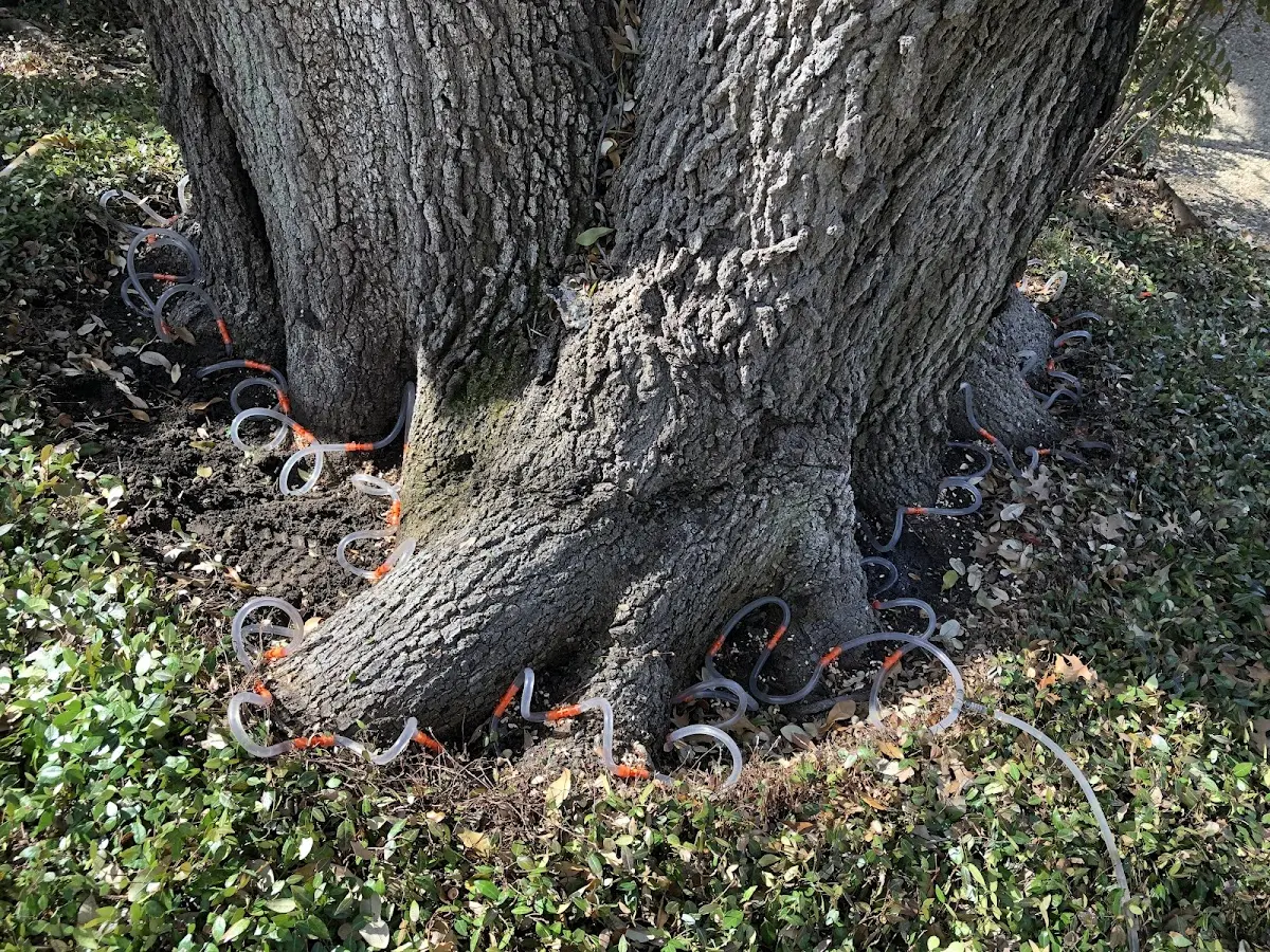 Detailed Tree Cabling and Bracing job site in Albemarle