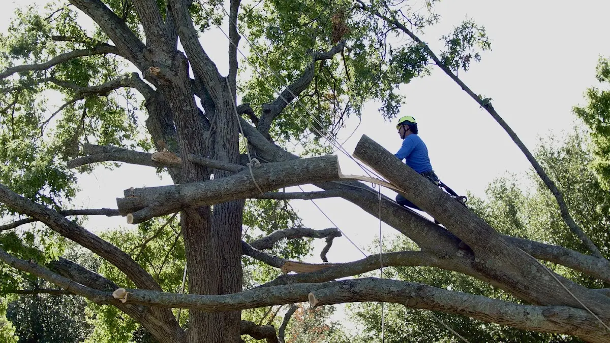 Professional Hazardous Tree Removal performed by certified arborists in Albemarle