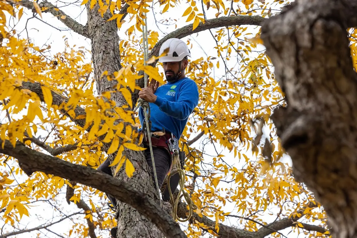 Skilled Tree Transplanting crew working in Albemarle